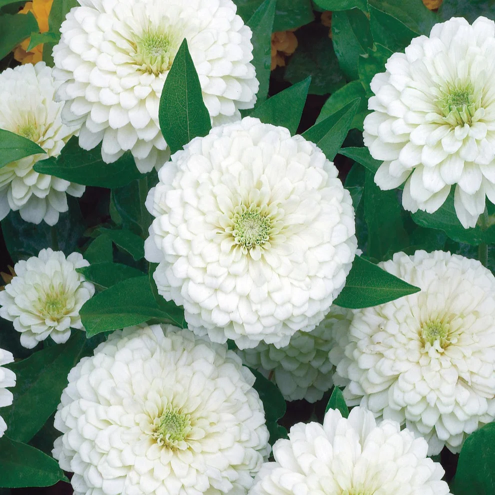 Zinnia Giant Double White – 20+ Seeds - Image 3