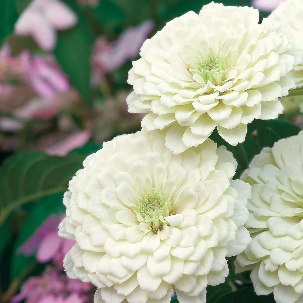 Zinnia Giant Double White – 20+ Seeds - Image 4