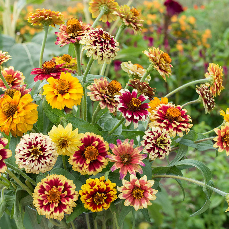 Zinnia (Jazzy Mix) – 20+ Seeds