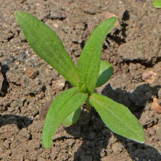 Zinnia (Jazzy Mix) – 20+ Seeds - Image 2