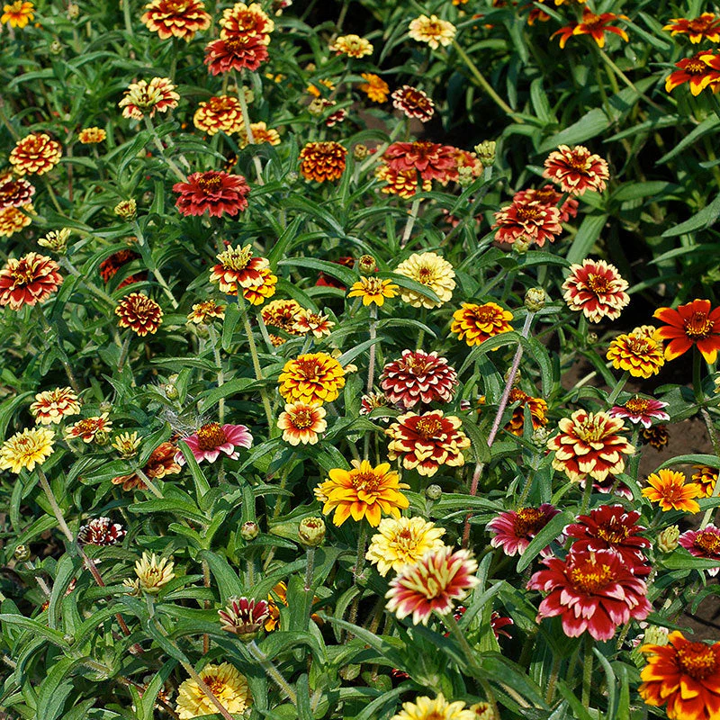 Zinnia (Jazzy Mix) – 20+ Seeds - Image 3