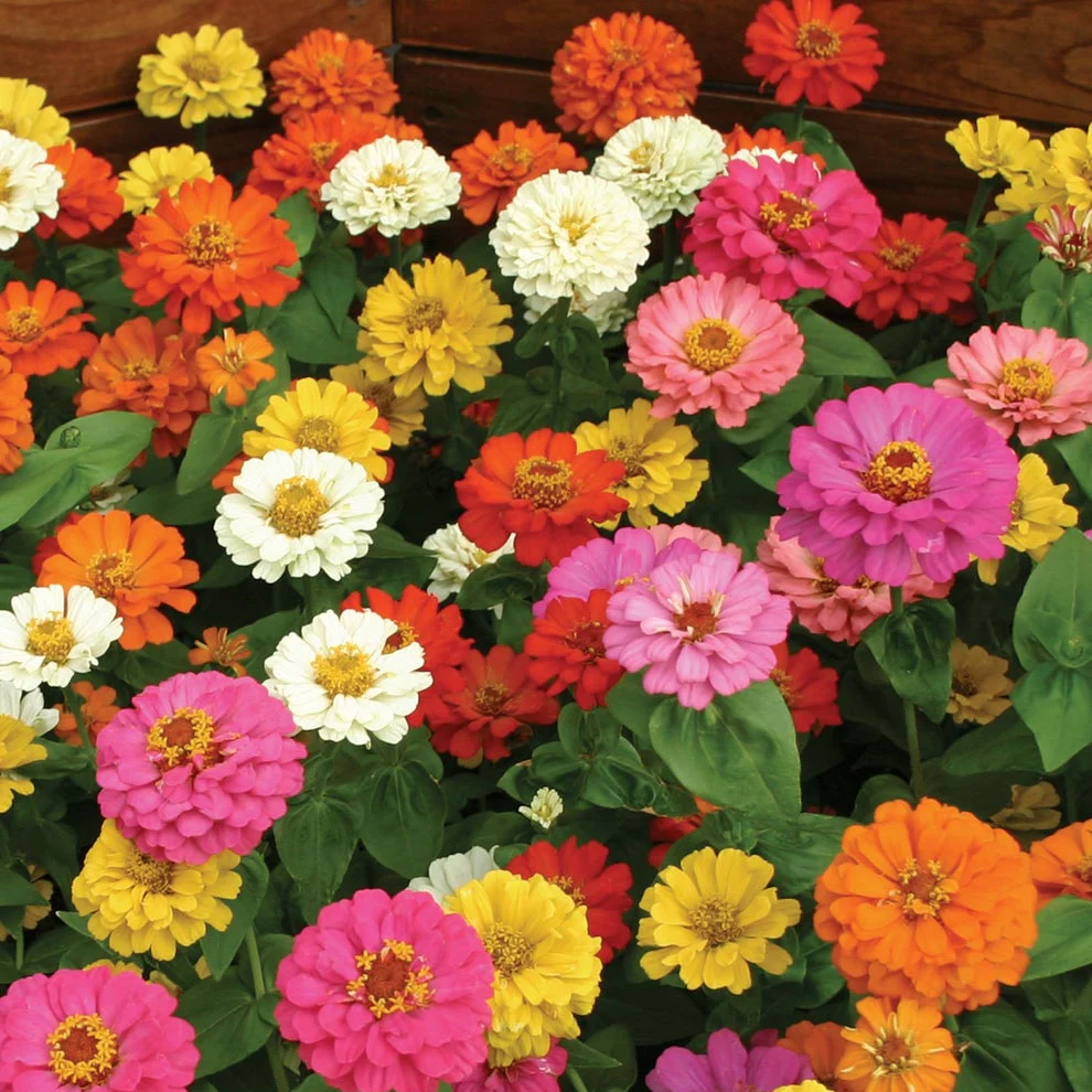 Zinnia (گل زینیا) – Thumbelina Mix 20+ Seeds