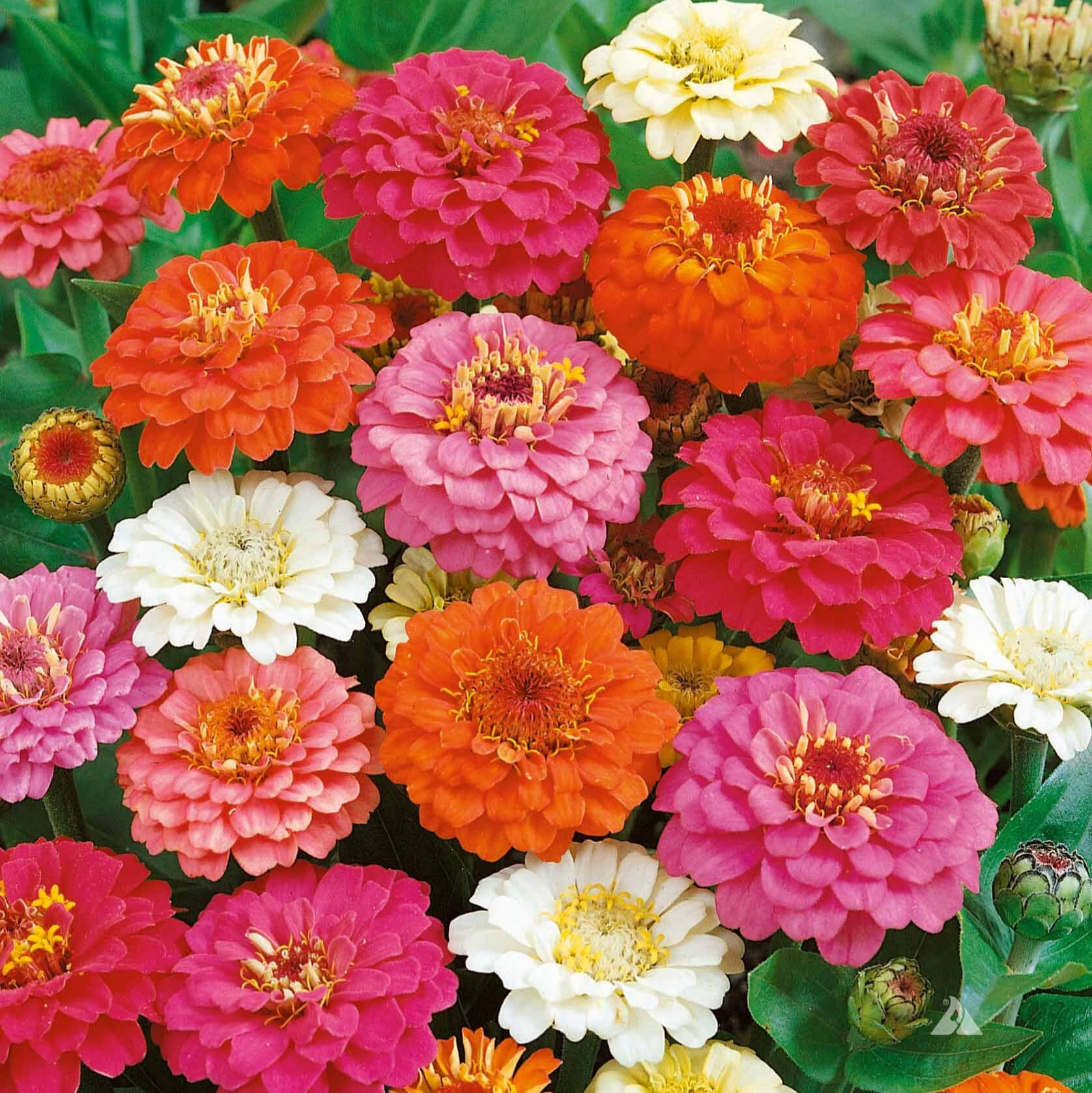 Zinnia (گل زینیا) – Thumbelina Mix 20+ Seeds - Image 2