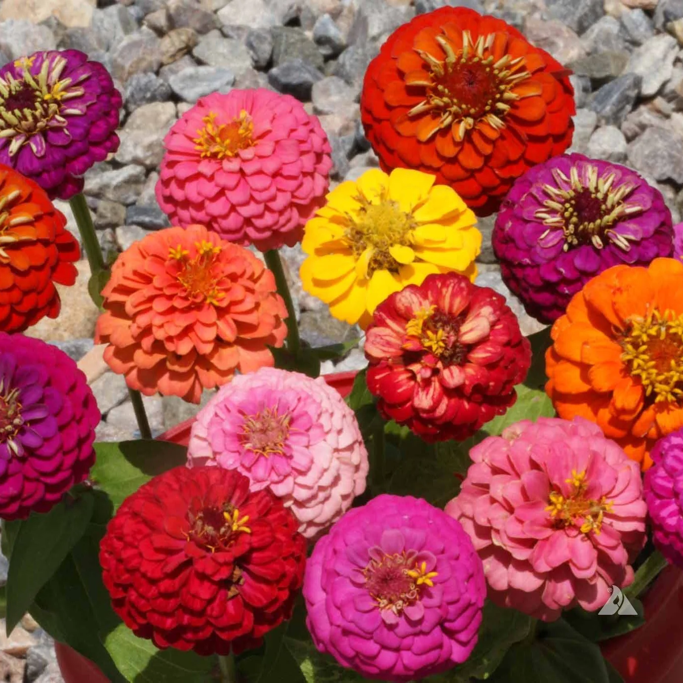 Zinnia (گل زینیا) – Thumbelina Mix 20+ Seeds - Image 3