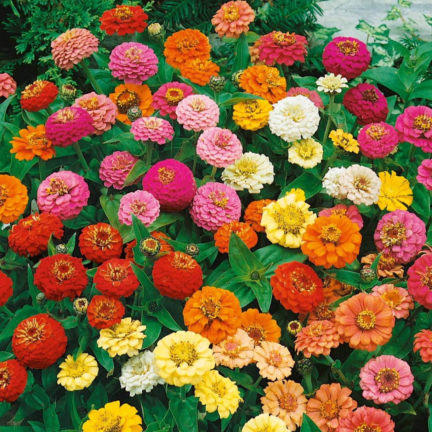 Zinnia (گل زینیا) – Thumbelina Mix 20+ Seeds - Image 4